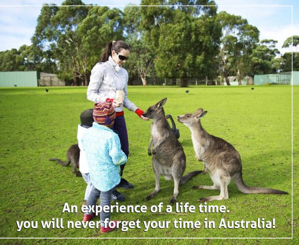 kangaroo-traveltourism